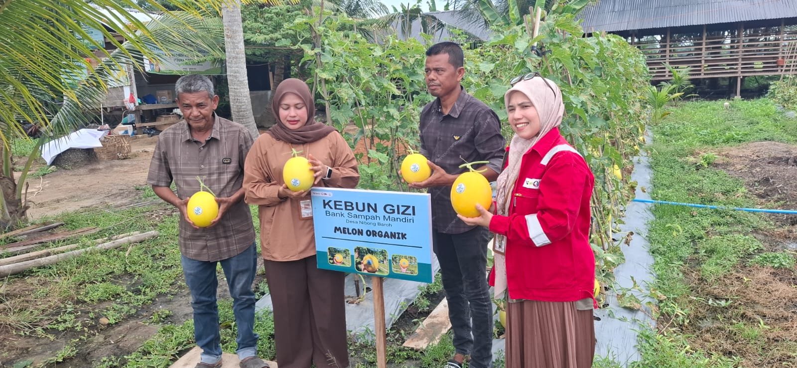 Panen Melon Organik Perdana, Bank Sampah Mandiri Binaan PT. PGE